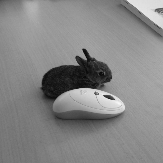 Настя Noir Moon